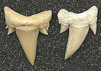 Serratolamna aschersoni