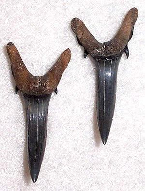 Carcharias taurus