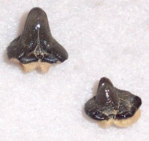 Ptychodus whipplei